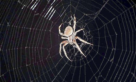 家里有蜘蛛网代表什么